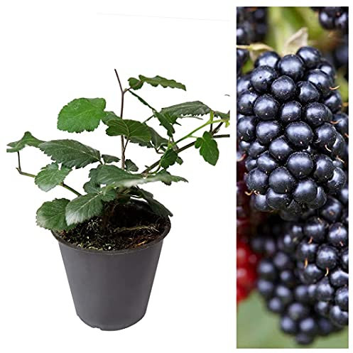 Carbeth Plants - BlackBerry Rubus Thornless Fruit Plant in 9cm Pot - Outdoor Ready to Plant Summer Fruiting Berry Shrub - Thorn Free Child Friendly Fruit Bush - Ideal for Patio Pots, Beds and Borders