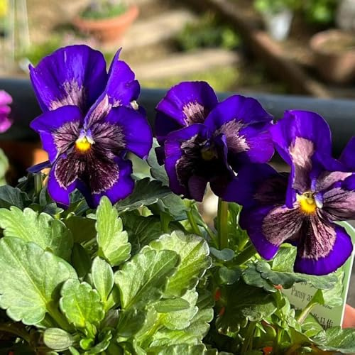 semi di viola del pensiero, perenni resistenti di viola del pensiero, perenne, decorazione autunnale di campo, 600pcs