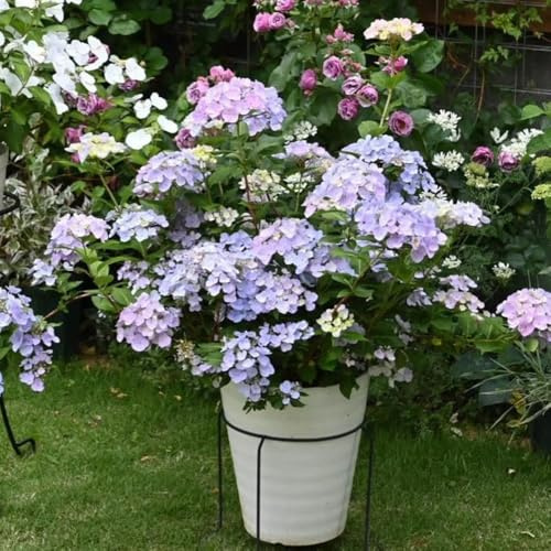 Semillas de hortensia - semillas de como para invitados exóticas 400pcs
