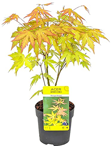Bloomique - Acer palmatum 'Orange Dream' - Érable du Japon - Feuillage orange - Plante de jardin - Rustique - 20-30 cm de Haut - Pot 10,5 cm