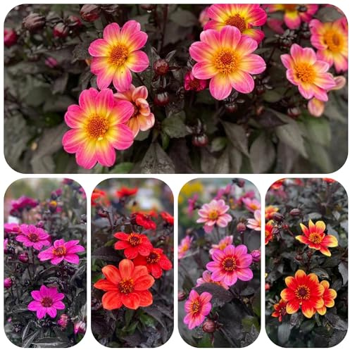 dalia tuberi resistente - giardino esterno copertura del 6pcs