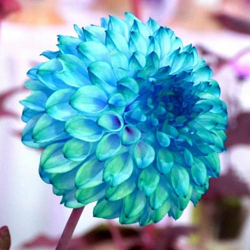 Bellissimo Dalia bulbi,Piante perenni,Dalia pianta vera,resistenti al freddo,Tagliare,Facile da curare, Giardino da balcone(non artificiali)-6 bulbi-H