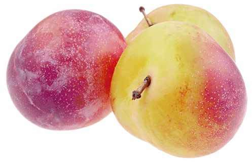 Pflaumenbaum 'Königin Viktoria' – 120 cm | Selbstbestäubend | Süße & Saftige Früchte | Prunus domestica 'Victoria' | Ideal für Garten & Kübel