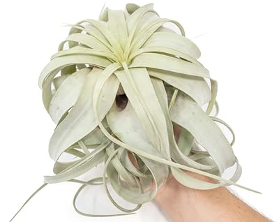 Planta del Aire Grande Tillandsia Variedad Xerographica