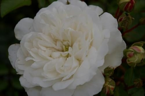 Bodendeckerrose Snow Ballet® - Rosa Snow Ballet® - Moderne Kleinstrauchrose
