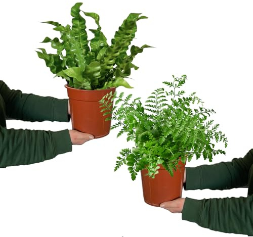 Zimmerpflanze Nestfarn Duo | 2er Farn-Set mit Asplenium nidus & parvati im 10,5–12 cm Topf | pflegeleicht & ungiftig | tropische Pflanzen für Bad, Schlafzimmer & Katzenfreunde | Green Me Up