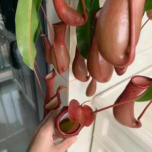 Semi di Nepenthes - esotico d'appartamento per gli amanti del giardino serre da balcone verdi da appartamento facili curare appartamento che purificano l'aria 100pcs