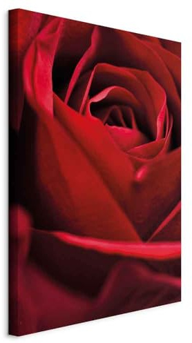 B&D XXL - Akustikbild rote Rose Bilder Hochleistungsschallabsorber Schallschutz Leinwand Akustikdämmung 1 tlg Wandbild Raumakustik Schalldämmung Blume Rosenblätter Blüte Natur