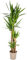 Yucca Elephantipes - Riesen-Palmlilie - Zimmerpflanze - Ø27cm - ↑160cm