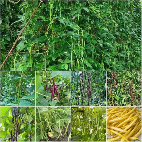 semillas de frijol de mata orgánica semillas interior frijol oficina verdes arbustivo 40pcs