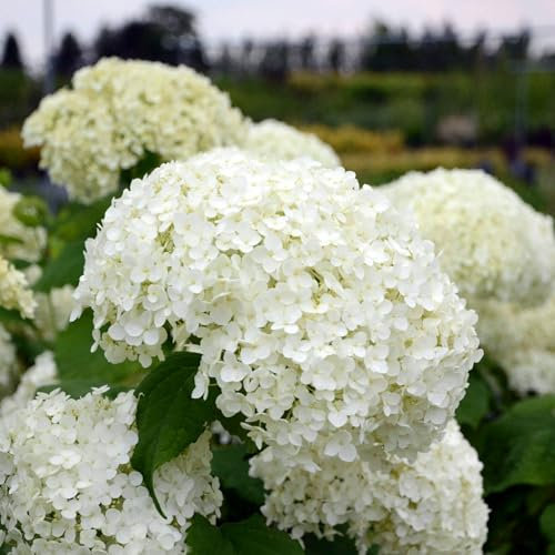 Pianta vera di Hydrangea arborescens Annabelle - Diametro Vaso Ø 18 cm