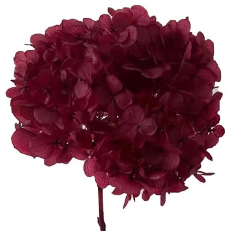 ZEYRU 2023New Supply Hortensia Préservé avec Tige pour la Décoration de la Maison Fleur Séchée Grande Taille Naturel Éternel Stabilisé Conservateur-dard Rouge