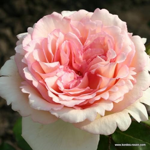 2 x Rosier - Rosa 'Souvenir de Baden-Baden' pot 25-30 cm - Une beauté parfumée avec des fleurs de couleur crème