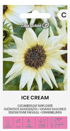 Zalia stotele | Girasoli - Semi di gelato | Semi di fiori | Semi di piante | Semi da giardino | Pianta annuale, alta fino a circa 140 cm, con piccoli fiori giallo chiaro vaniglia 1 confezione