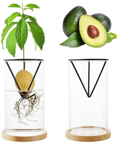 Uprony Kit de Culture d'avocatier 2 pièces Vase de Culture d'avocat Base en Bois Pot de Fleurs en Verre d'avocat pour Les Amateurs de Jardinage