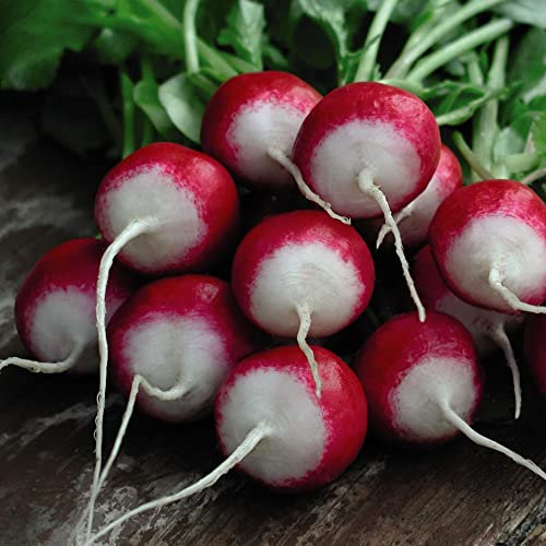 Radish Seeds 'Poloneza' Heritage Raphanus sativus Hardy Annual Easy to Grow Your Own Garden Radishes Vegetables 1x Packet (Approx. 500 Seeds + 25% Extra Free) by Thompson and Morgan