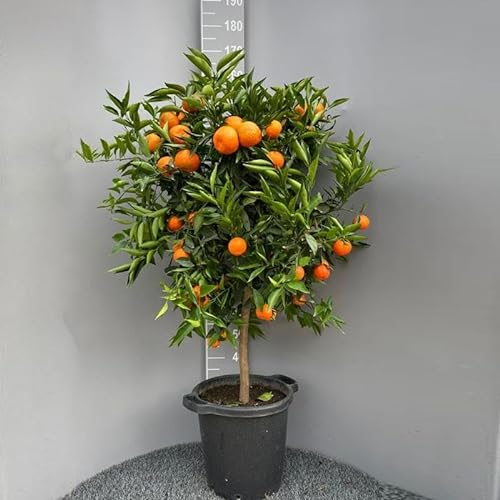 SAVINI VIVAI Clementina, árbol de cítricos de clementina común en maceta de 35 cm altura 150-180 cm 6-7 años de injerto,