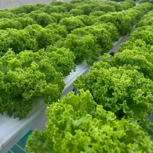 pflücksalat - winterhart alte sorten kopfsalat 450samen