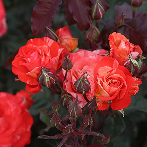 Heirloom Roses Rose Plant - Michelangelo™ Multi Rose Bush, Floribunda Live Plant for Planting Outdoors