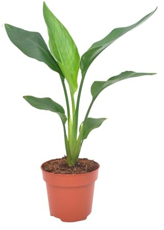 Strelitzia reginea - 30-40cm - Ø12cm - Pianta d'appartamento - Sempreverde