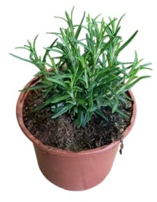 Hierba de Romero Natural Planta Mediterránea con Gran Aroma