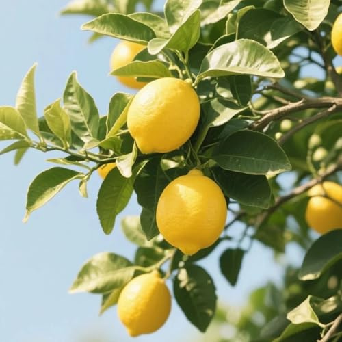 semillas de limonero, jardín resistentes orgánicas 100pcs