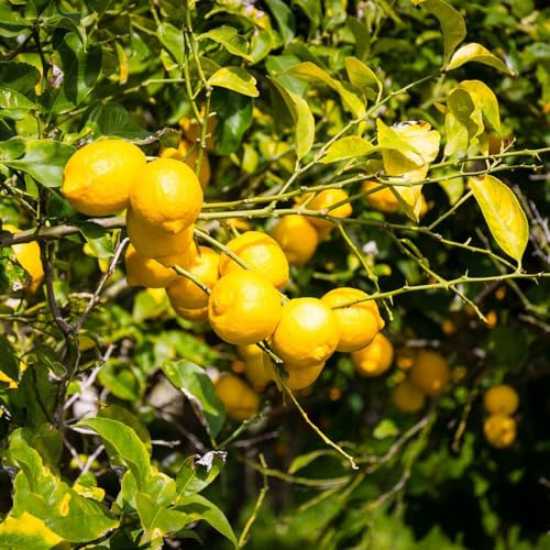 semillas de limonero, invernaderos de balcón columnares variedades antiguas columnares limonero enanos, resistentes extraño 40pcs