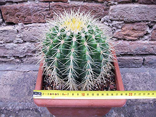 Geosism & Nature Echinocactus grusonii 20 cm, Cactus, Planta suculenta