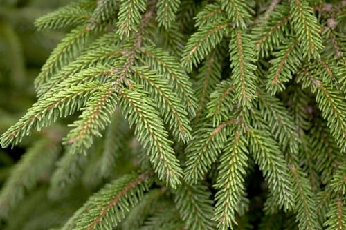 Orientalische Fichte Picea orientalis Aurea 70-80 cm winterhart