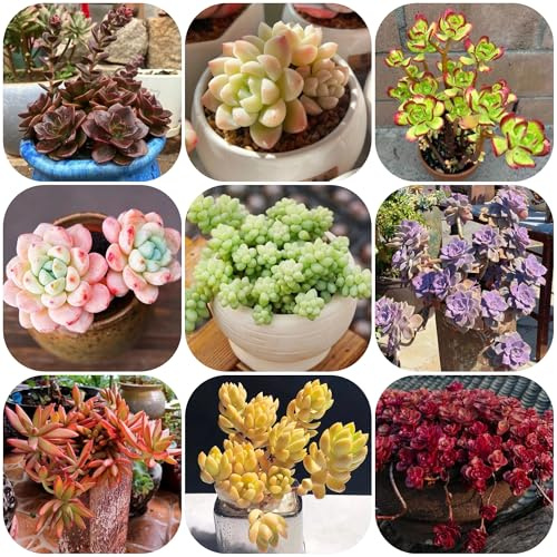 semillas de sedum, reales, sedum, Mini reales, para en bancal elevado raras, decoración 200pcs