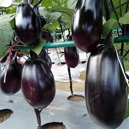 25 SEMI DI MELANZANA GIGANTE - SEMI FRESCHI - GIANT EGGPLANT