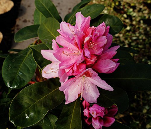 Rhododendron Dr. H. C. Dresselhuys Rhododendron Hybride Dr. H. C. Dresselhuys Containerware 30-40 cm