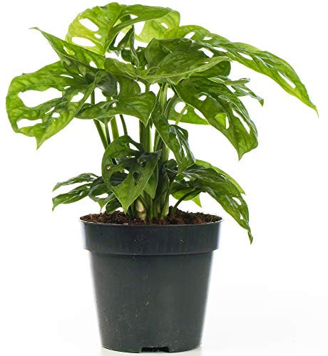 20-30cm Potted Monstera obliqua Monkey Leaf Indoor Air Purifying Houseplant