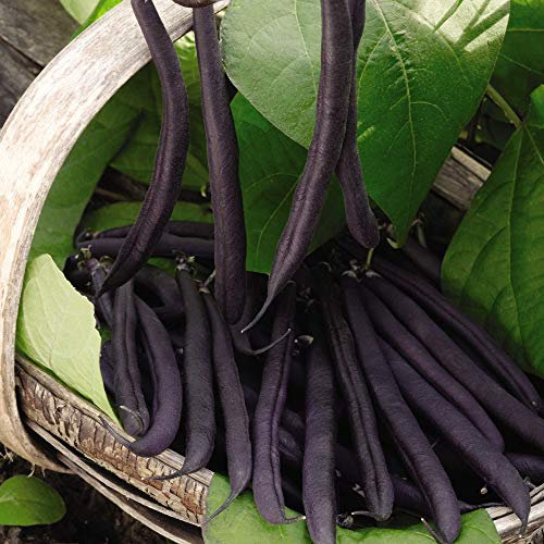 Dwarf Bean 'Purple Teepee' Seeds Phaseolus vulgaris French Bean, Green Bean, Half-Hardy Annual Vegetable Garden Plants Easy to Grow Your Own 1 Packet of 50 Seeds by Thompson and Morgan