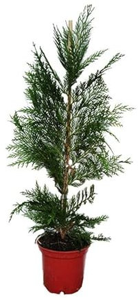 Árbol Natural Conocido como Ciprés - Seto de Exterior