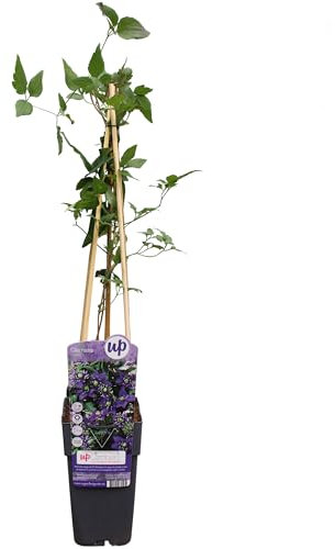 Clemátid Enredadera Natural que Aromatizará tu Jardín