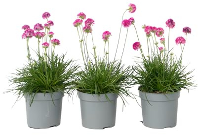Plant in a Box - Armeria maritima 'Rose profonde' - Set de 3 - Plante exterieur naturelle beaucoup de fleurs rose - Pot 12cm - Hauteur 20-30cm
