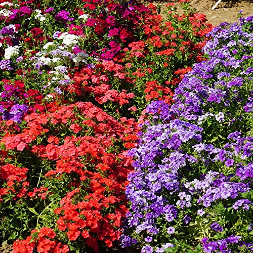 bodendecker phlox winterhart - mehrjährig, garten balkon hochbeet 800samen