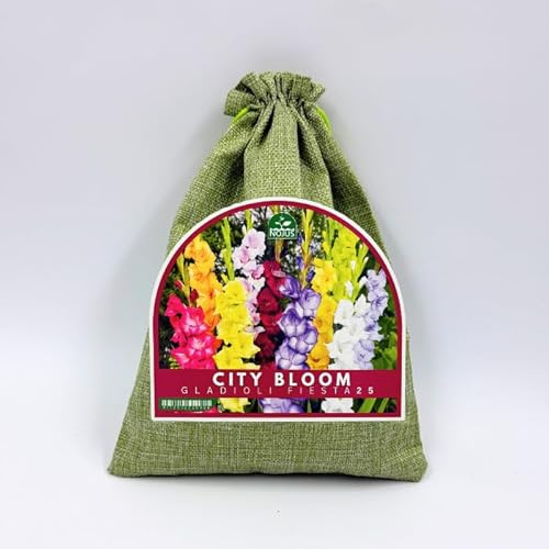 Nojus City Bloom Gladiolus Fiesta – 25 Gladioluslökar Mix – Färgglada Sommarblommor för Trädgård, Rabatter och Snittblommor