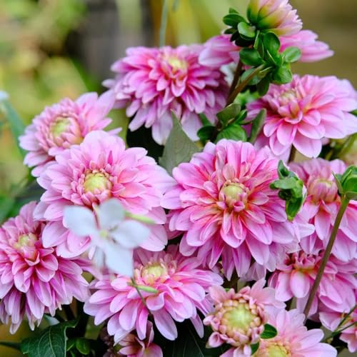 tuberi di dalia decorazioni giardino in vaso balcone raro 4pcs