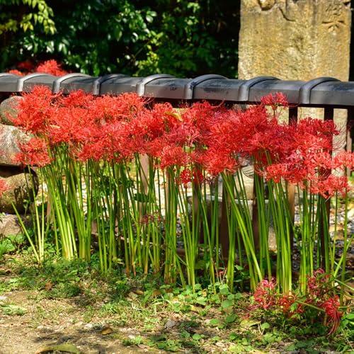 Lirio araña - Lycoris radiata jardín de resistentes balcón Parterres elevados jardín de 4bulbos