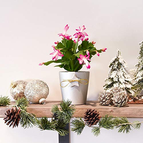 Christmas Cactus in Colour Pot with Star & Bow 1 x 9cm Pot – Flowering Houseplant in 9cm Pot | Pink & White Blooms, Festive Gift, Exotic Indoor Plant by Thompson & Morgan