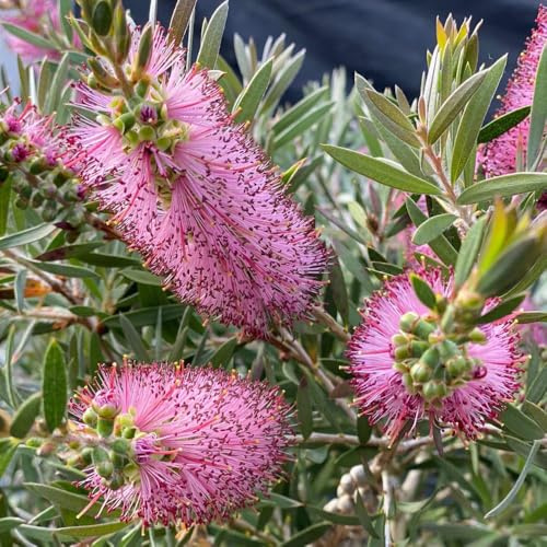 Callistemon 'Beezlebuzz Inn' Pink Bottlebrush Evergreen Shrub Ideal for Borders Containers and Wildlife Gardens 1X or 3X 9cm Pot by Thompson and Morgan