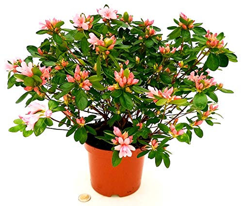 POWERS TO FLOWERS - AZALEA DA ESTERNO KIRIN, pianta vera