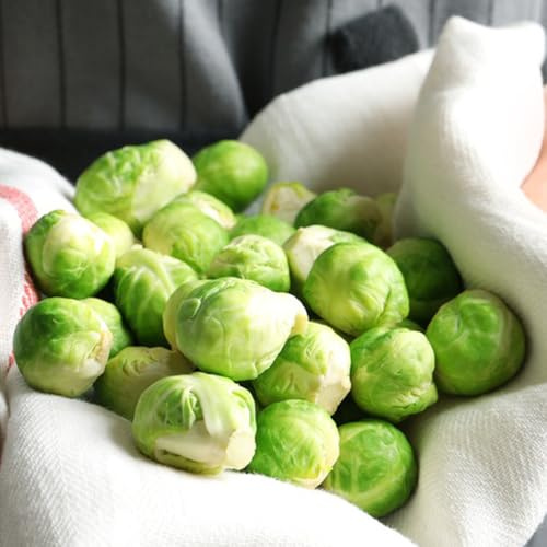 rosenkohl bio - winterharte für garten alte sorten seltene 250samen
