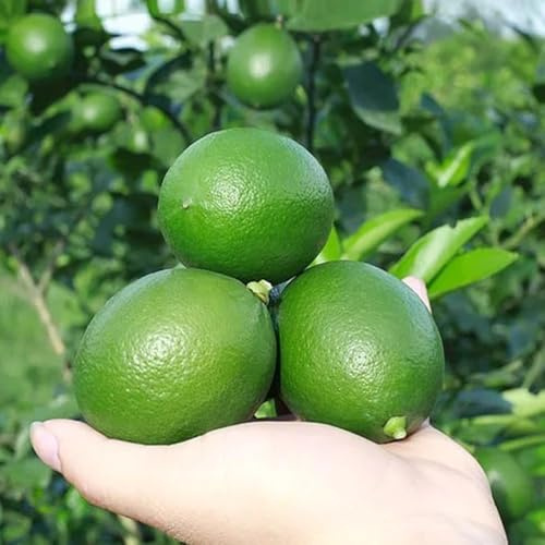 semillas de limonero - limonero - limon, para lugares soleados, decoración 35pcs