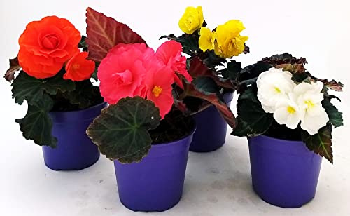 POWERS TO FLOWERS - BEGONIA TUBEROSA POKER: VASO 12CM DIAMETRO, piante vere