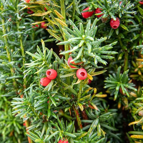 Semi di Taxus baccata, sempreverde, resistente al freddo resistenti esterno in vaso vecchie varietà giardino sostenibili semi di per appassionati 100pcs