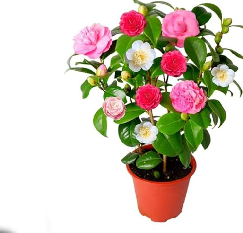 Camellia Japónica Natural - Flor del Amor y Admiración en tu Hogar