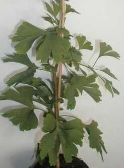 Fächerblattbaum Ginkgo biloba 100-125 cm hoch im 5 Liter Pflanzcontainer | Winterhart, pflegeleicht & langlebig – robust und anpassungsfähig, ideal als Solitär für Garten & Allee